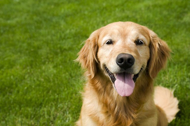 different-types-of-retrievers-more-dog-breeds-to-love-herepup