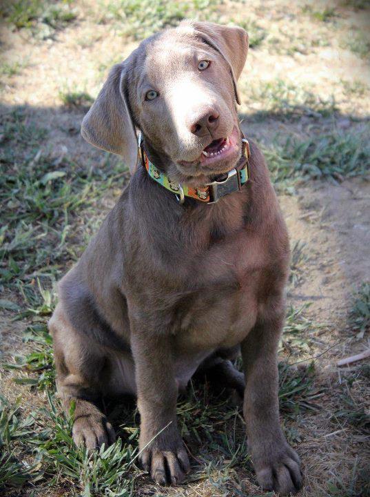 Silver Lab - Facts About Silver Labrador Retriever | Herepup