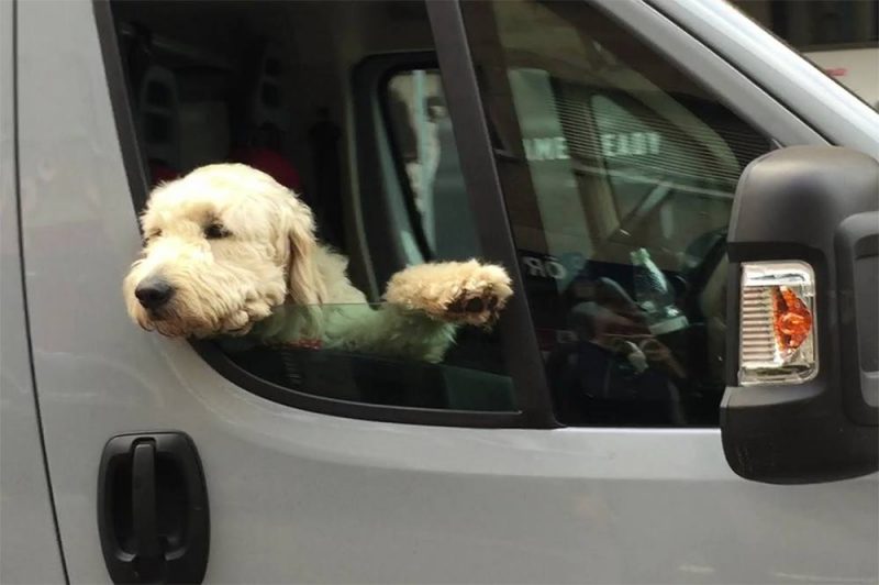 Dog In Van
