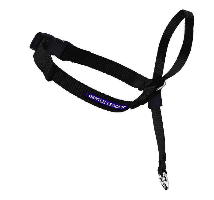 Best Leash for Dogs that Pull 5 Great Options to Reign in an OverEager Dog Herepup