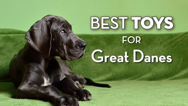 Best Toys For Great Danes