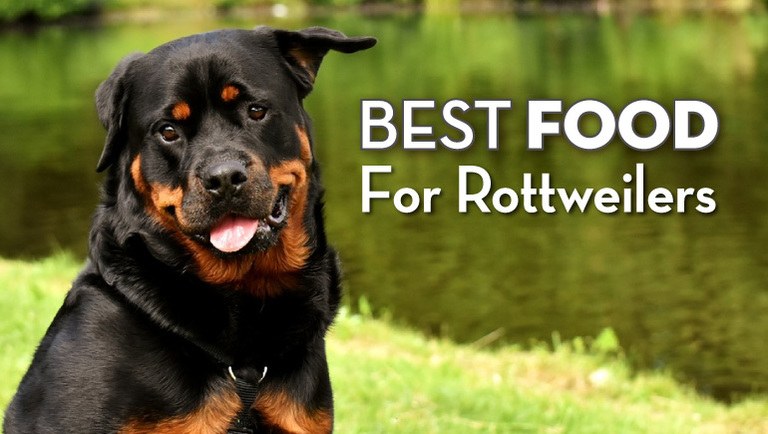 View of Best Dog Food for Rottweilers: Pros & Cons of the Best Options | Herepup