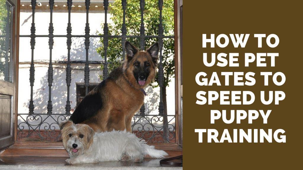 How To Use Pet Gates To Speed Up Puppy Training