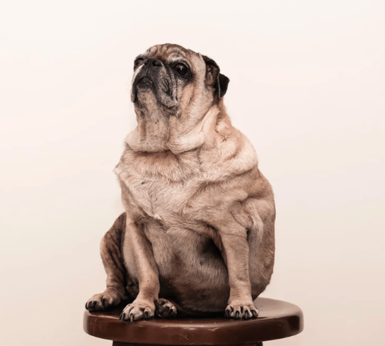 Best Food for Overweight dogs