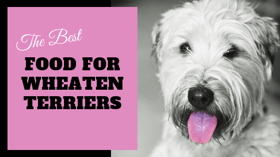 Food for Wheaten terriers
