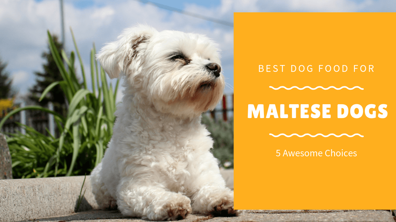 Best dog food hot sale for maltese 2019