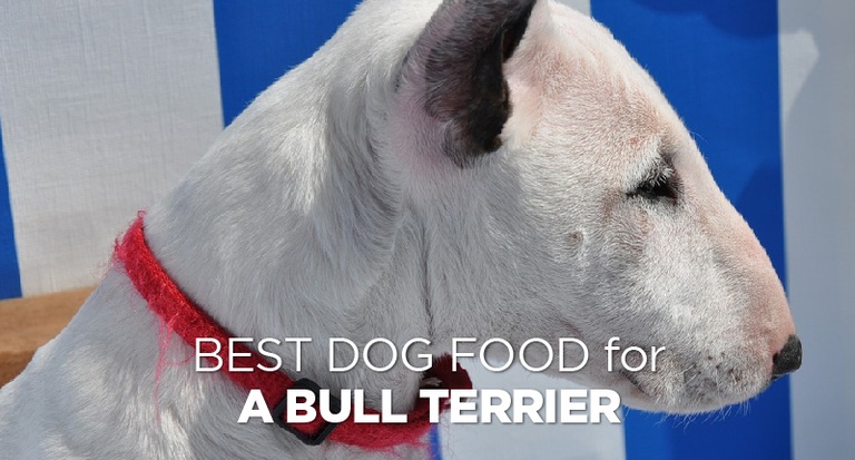 Best Food for Bull Terrier Your Guide to a Happy, Healthy Pup!
