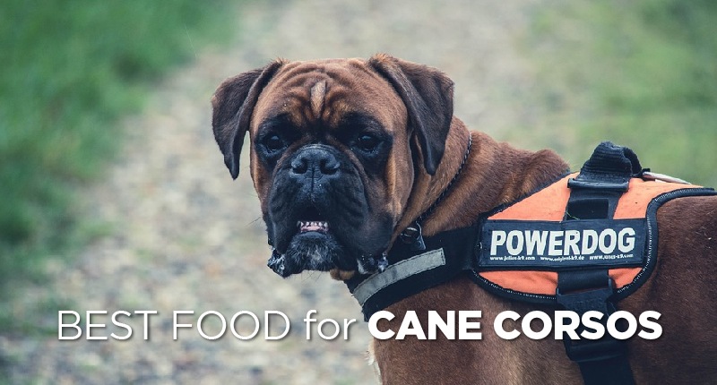 5 Best Foods That Cane Corso Dogs Love! (2020 Buyer's
