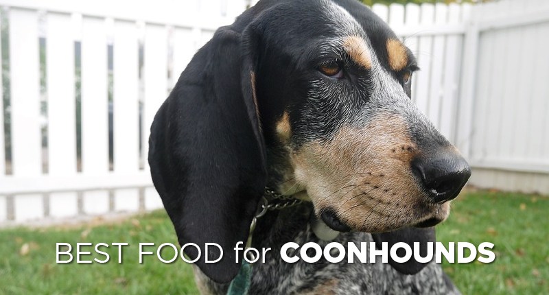 Best Dog Food for Coonhounds