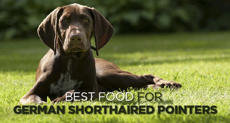 food for german shorthaired pointers-01