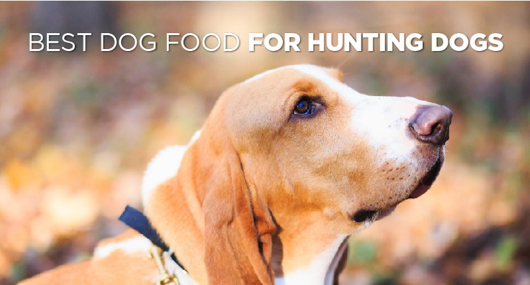 Best Dog Food for Hunting Dogs: Reviews & Top Picks! | Herepup