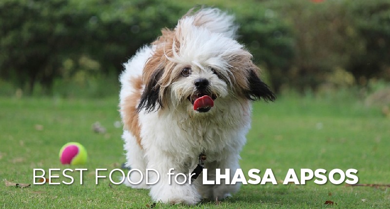 Best Dog Food for Lhasa Apsos