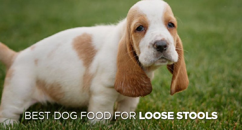 Best Dog Food For Loose Stools