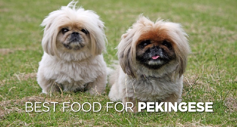 Best Dog Food for Pekingese