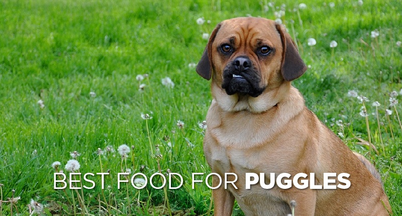 Best Dog Food For Puggles