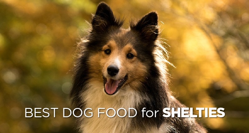Best Dog Food for Shelties