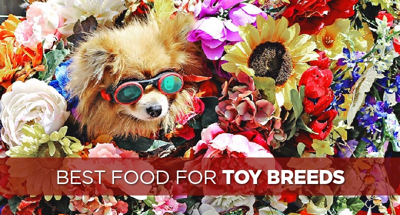 food for toy breeds