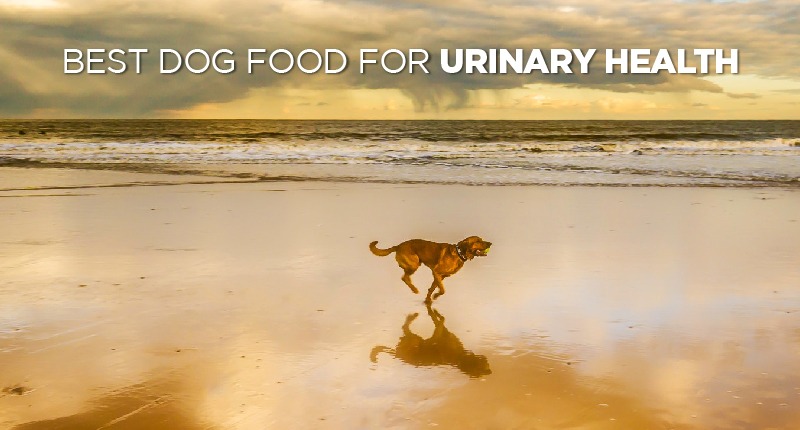 Best Dog Food For Urinary Health