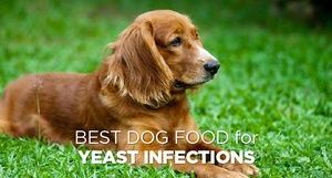 Best Dog Food For Yeast Infections – Top Picks & Comparisons! | Herepup