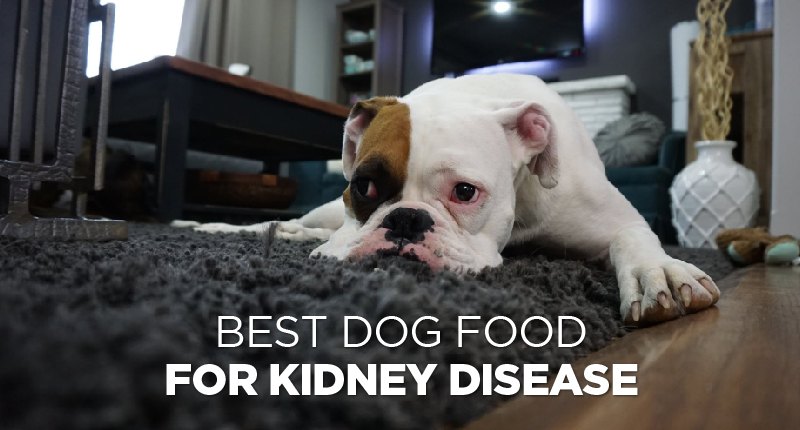 Best Dog Food For Kidney Disease