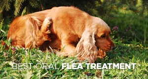 Best Oral Flea Treatment For Dogs: All You Need to Know | Herepup