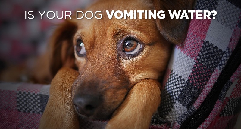 Is Your Dog Vomiting Water? It Could be a Clear Warning Sign
