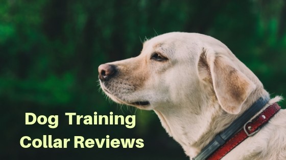 e collar reviews 2019