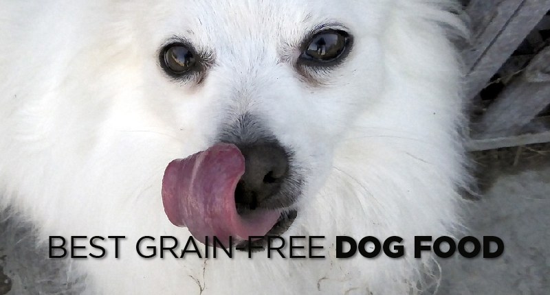 Best Grain Free Dog Food