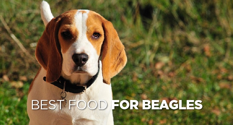 Best Food For Beagles