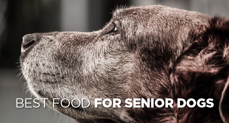 Best Senior Dog Food
