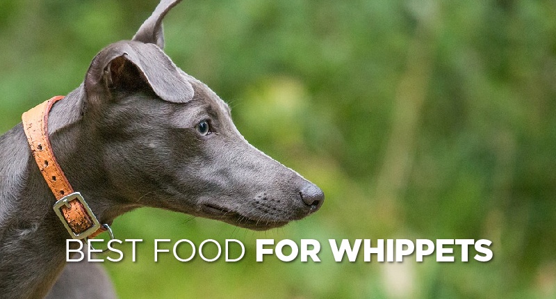 Best Dog Food For Whippets