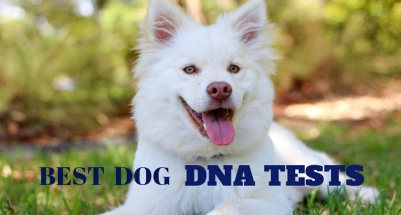 the best dog dna tests