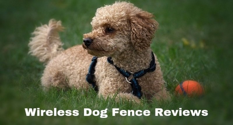 wireless dog fence reviews