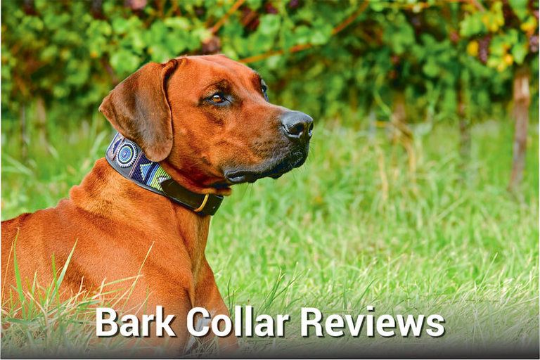 Best Bark Collar Reviews Top Choices & Comparisons Herepup