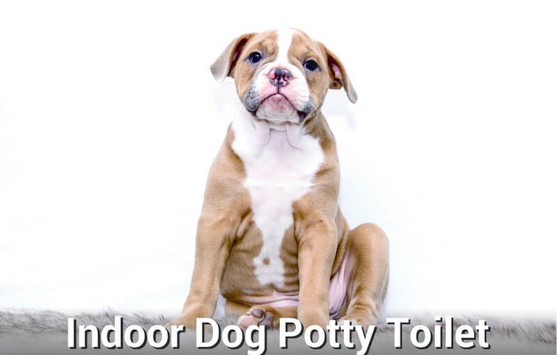 Indoor dog potty toilet