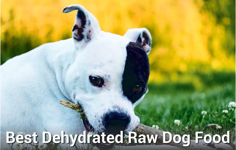 best dehydrated raw dog food