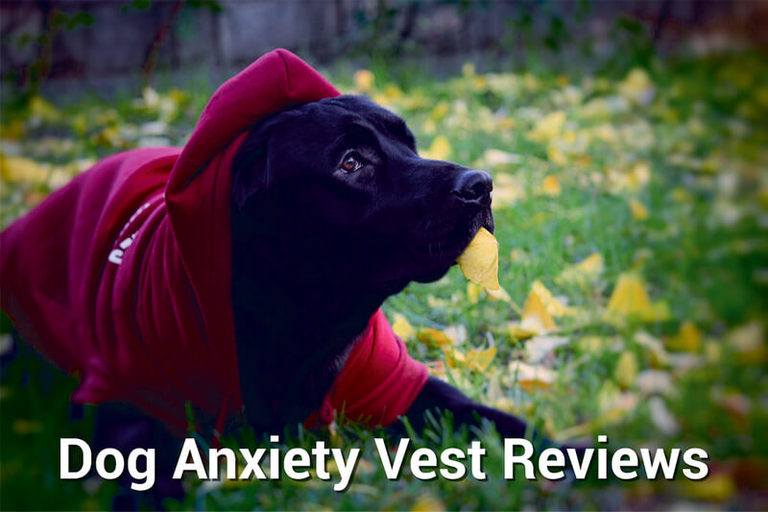 Dog Anxiety Vest Reviews Complete Buyer Guide, Top Picks, & More Herepup
