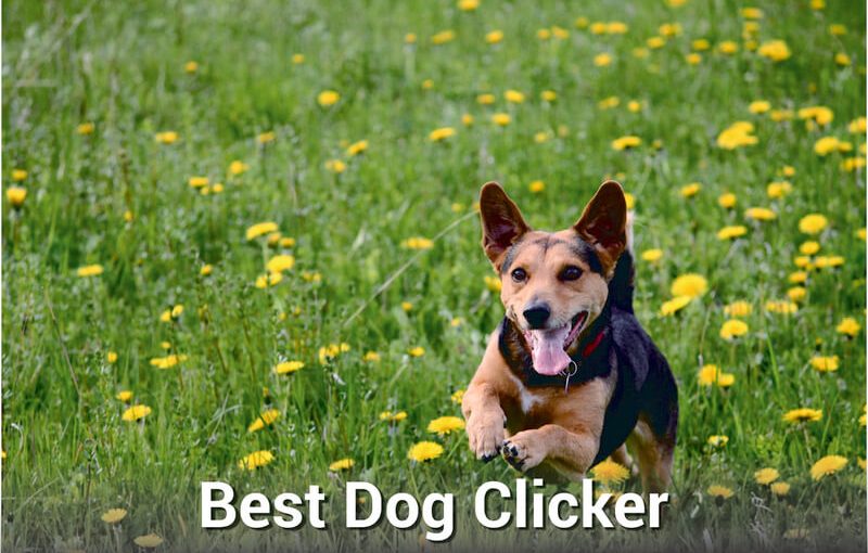 Best Dog Clicker