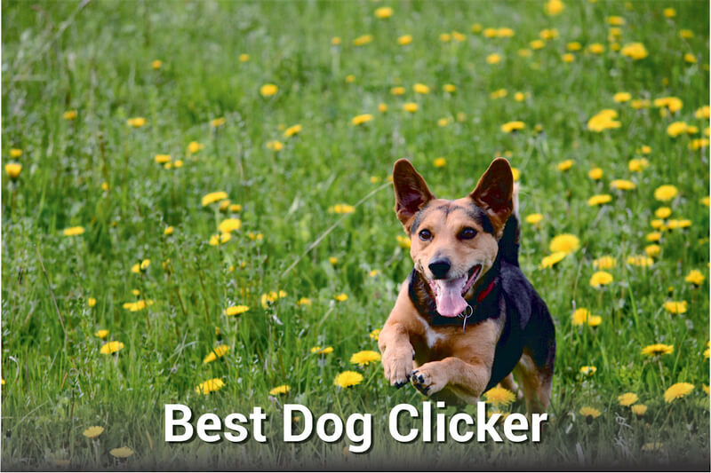 Best Dog Clicker
