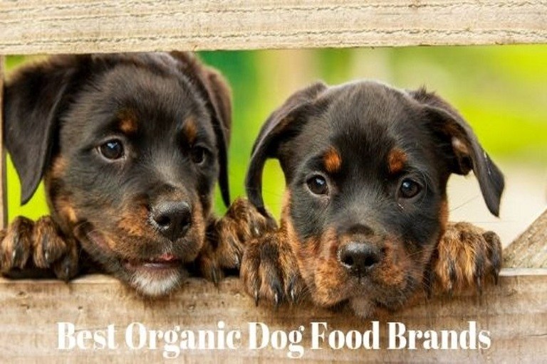 Top 5 Best Organic Dog Food Brands Herepup