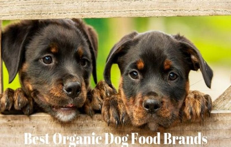 best organic dog food brands