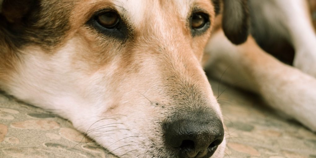 How To Deal With Your Dog’s Separation Anxiety