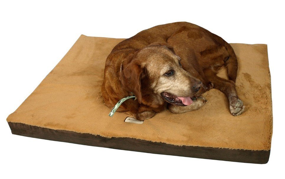 where to buy memory foam dog beds