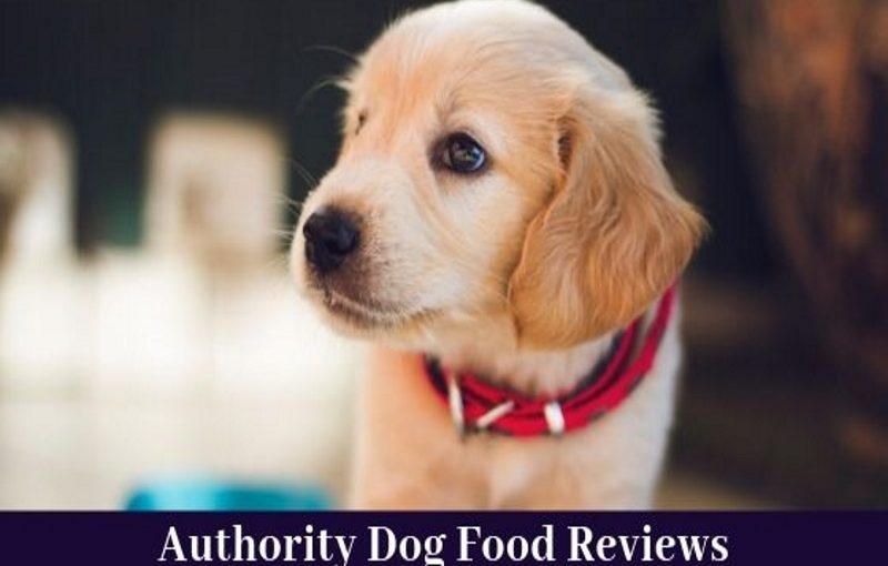 authority dog food reviews