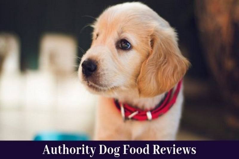 authority dog food reviews
