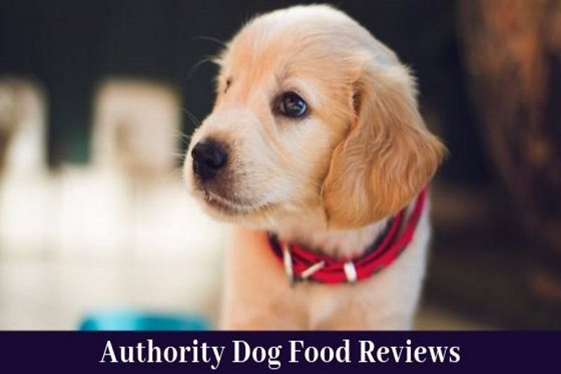 scratch dog food reviews