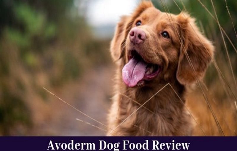 avoderm dog food review