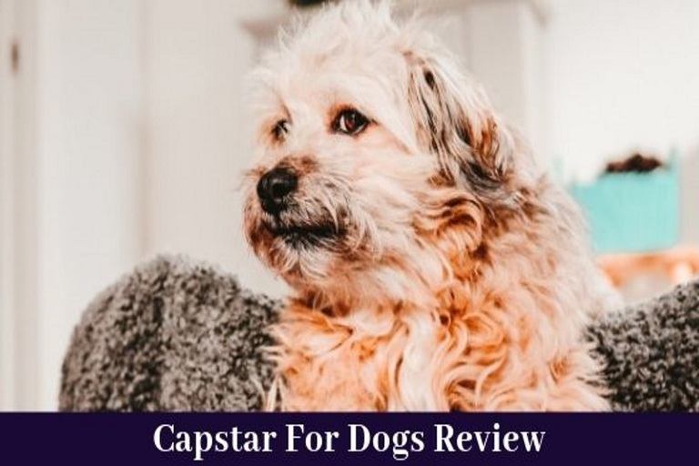 Everything You Need To Know About Capstar For Dogs Herepup