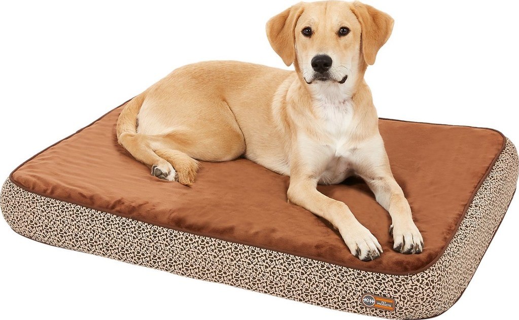 Best Dog Beds for Older Dogs (Keeping Your Companion Comfy) Herepup