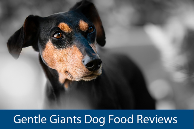 Gentle Giants Dog Food Reviews